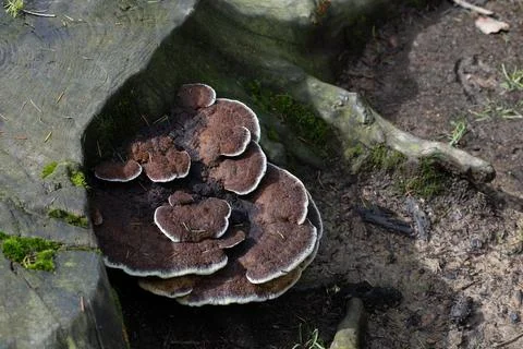 Cluster of Brown Mushrooms on Tree Root in Forest Setting Stock Photos
