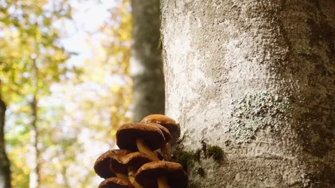 Cluster of Brown Mushrooms on Tree Trunk. Stock Footage 254521607