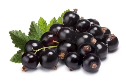 Cluster (bunch) of blackcurrant Stock Photos