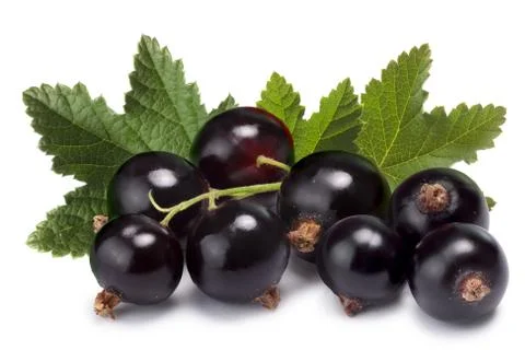 Cluster (bunch) of blackcurrant Stock Photos