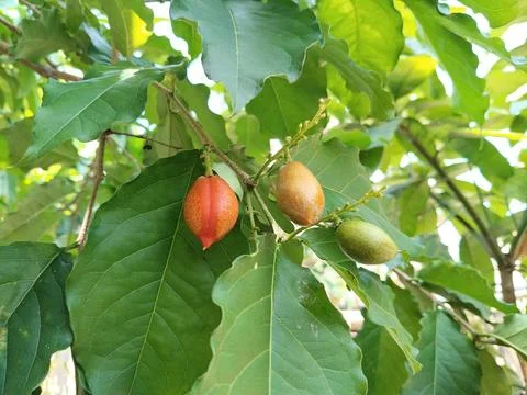 A cluster of butter nuts hanging from a tree branch, captured in natural dayligh Stock-Fotos
