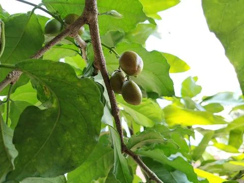 A cluster of butter nuts hanging from a tree branch, captured in natural dayligh Stock-Fotos