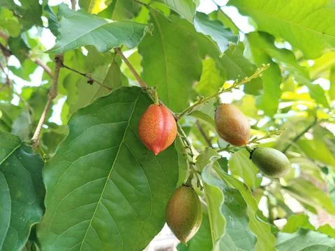 A cluster of butter nuts hanging from a tree branch, captured in natural dayligh Fotos de archivo