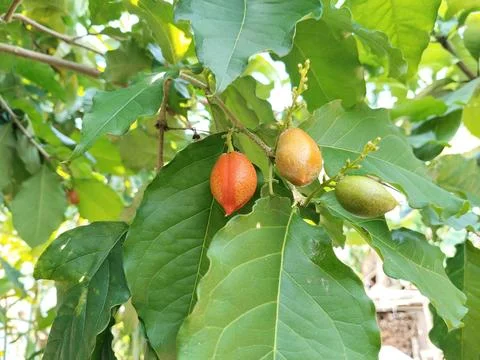 A cluster of butter nuts hanging from a tree branch, captured in natural dayligh Stock-Fotos