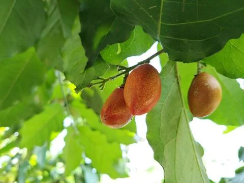 A cluster of butter nuts hanging from a tree branch, captured in natural dayligh Stock-Fotos