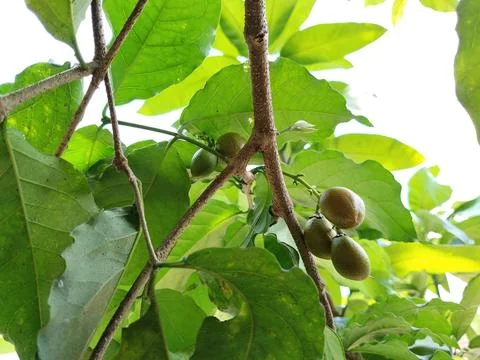 A cluster of butter nuts hanging from a tree branch, captured in natural dayligh Fotos de archivo