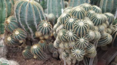Cluster of cacti in the desert Stock Photos