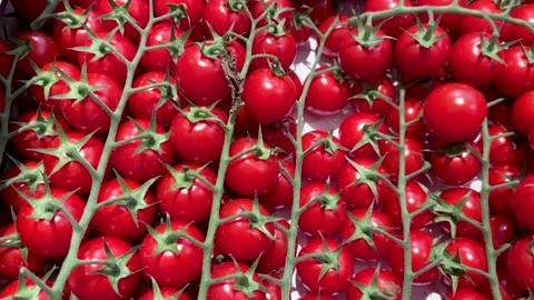 Cluster cherry tomatoes in crate Stock Footage 279750887