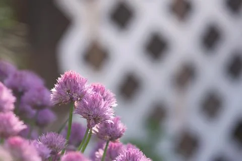 Cluster of Chive Flowers Stock Photos