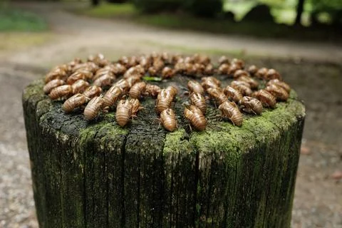 Cluster of Cicada Exoskeletons Stock Photos