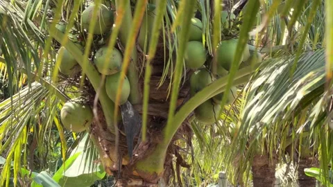 A cluster of coconuts hangs among long palm leaves within dense and vibrant Stock Footage 331517288