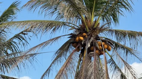 A cluster of coconuts hangs beneath a tall palm crown against a clear blue sky 動画素材 332723928