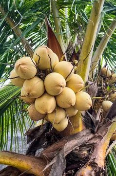 Cluster of Coconuts Stock Photos