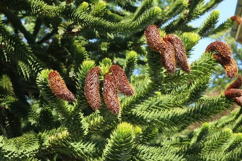 A cluster of cones on a pine tree Stock Photos