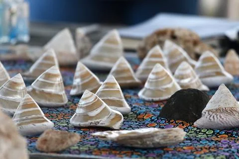 A cluster of conical shells on a colourful cloth. Stock Photos