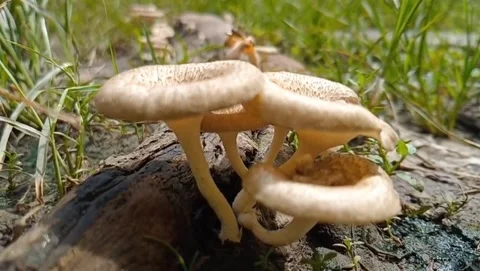 A cluster of cream-colored ring mushrooms grows on a decaying log. Видео 329610784