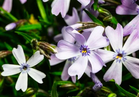 Cluster of Crocus Stock-Fotos