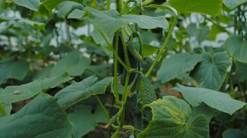Cluster of cucumbers growing on leafy vine in greenhouse Stock Footage 313680353