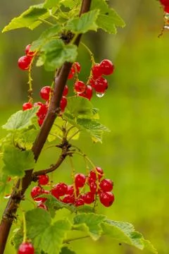 Cluster Of Currants Stock Photos