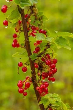 Cluster Of Currants Stock Photos