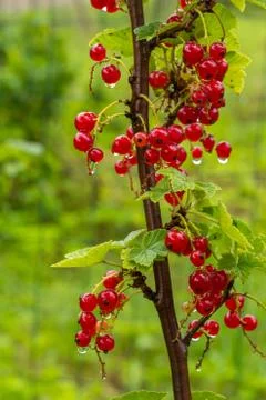 Cluster Of Currants Stock Photos
