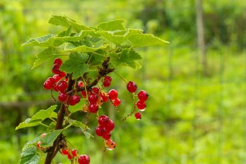 Cluster Of Currants Stock Photos