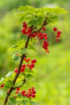 Cluster Of Currants Stock Photos