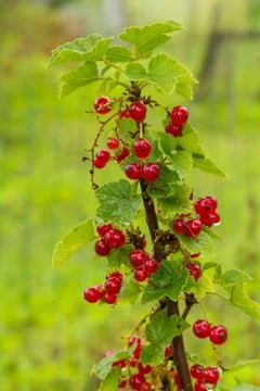Cluster Of Currants Stock Photos
