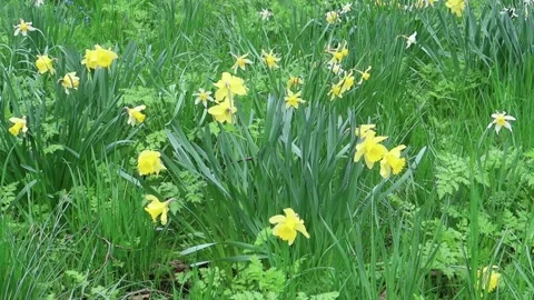 A cluster of Daffodils Stock Footage 133721838