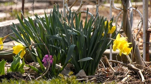 Cluster of daffodils in a garden Stock Footage 106166794