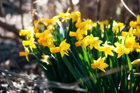 Cluster of Daffodils Stock Photos