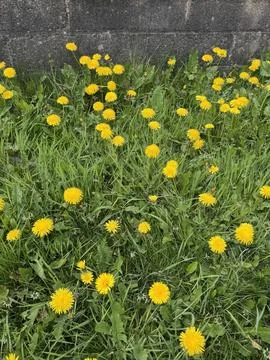 Cluster of dandelions in the garden Stock Photos