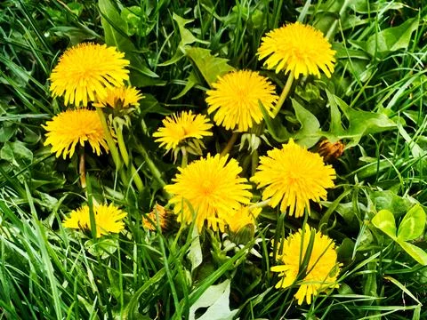 A cluster of dandelions Stock Photos