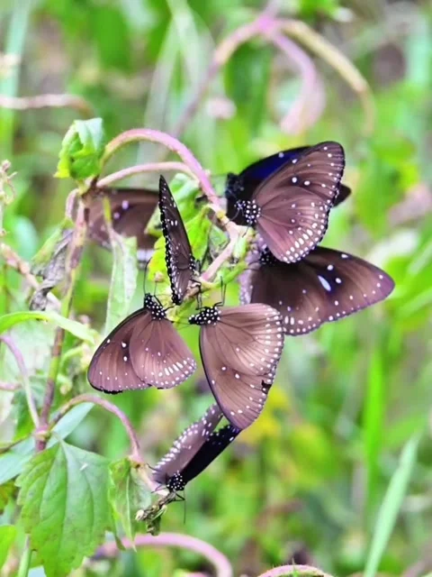 A cluster of dark brown butterflies resting on green plant stems 库存影片 336033442