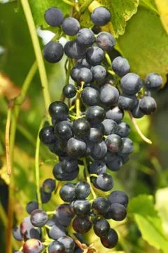 Cluster of dark grapes Stock Photos