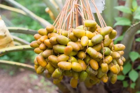 Cluster of dates hanging from a date palm Stock Photos