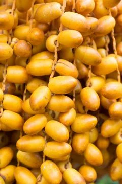 Cluster of dates hanging from a date palm Stock Photos