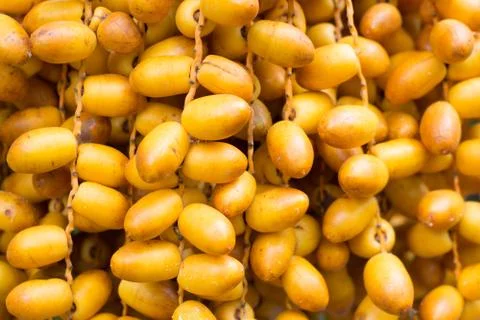 Cluster of dates hanging from a date palm Stock Photos