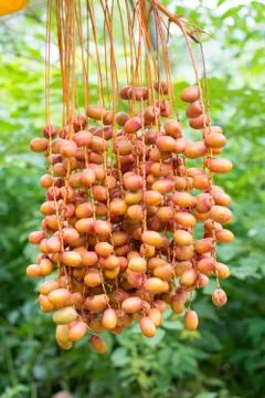 Cluster of dates hanging from a date palm Stock Photos