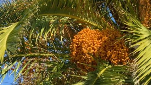 Cluster of dates hanging from palm tree Stock Footage 334655777