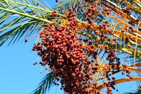 Cluster of dates on a tree Stock Photos