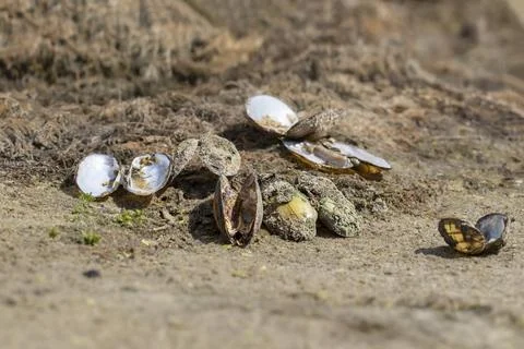 Cluster of dead mussels with open shells and dried meat in the early morning  Stock Photos
