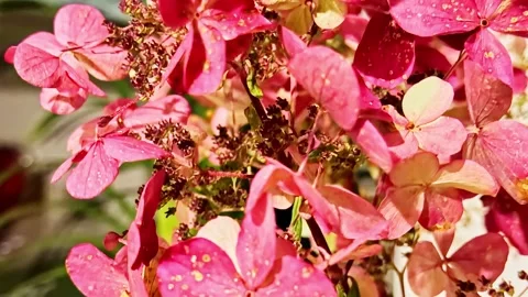 Cluster Of Delicate Bigleaf Hydrangea Flowers In Sunlight. close-up shot Stock Footage 331638090