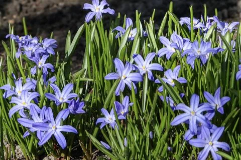Cluster of delicate blue star-shaped flowers blooming in spring garden Stock Photos