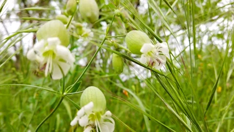 Cluster of Delicate Green Bell Shaped Wildflowers Swaying in Gentle Summer Wind Stock Footage 333522822
