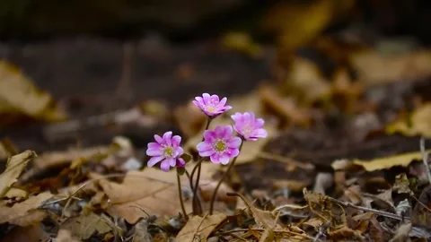 A cluster of delicate, pale pink flowers blooms amidst a carpet of dry Stock Footage 321597088