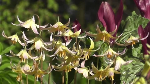 Cluster of Delicate Pale Yellow and Pink Erythronium Flowers in Bloom Stock Footage 302300197