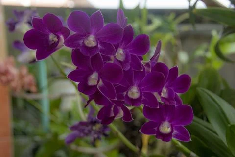 A cluster of Dendrobium bigibbum Foto stock