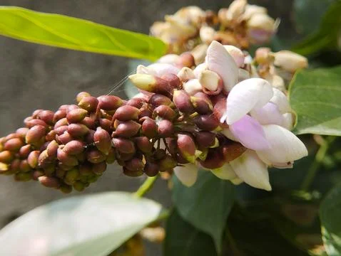 Cluster of Developing and Blooming Flowers Stock Photos