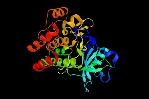 Cluster of differentiation antigen 135,  a protein expressed on the surface.. Stock Illustration